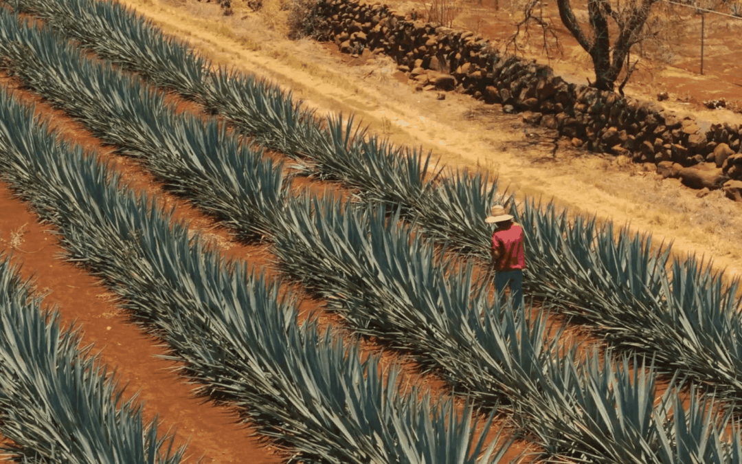 Fundwell // Amna Tequila