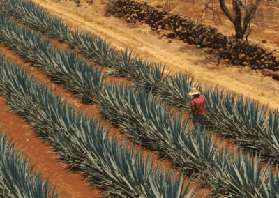 Fundwell // Amna Tequila