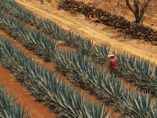 Fundwell // Amna Tequila