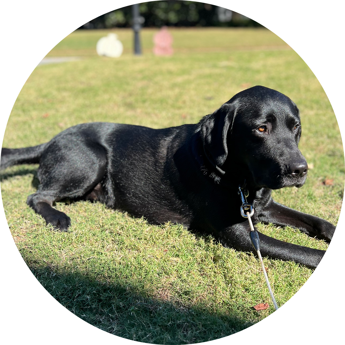 TONY'S FURBABY